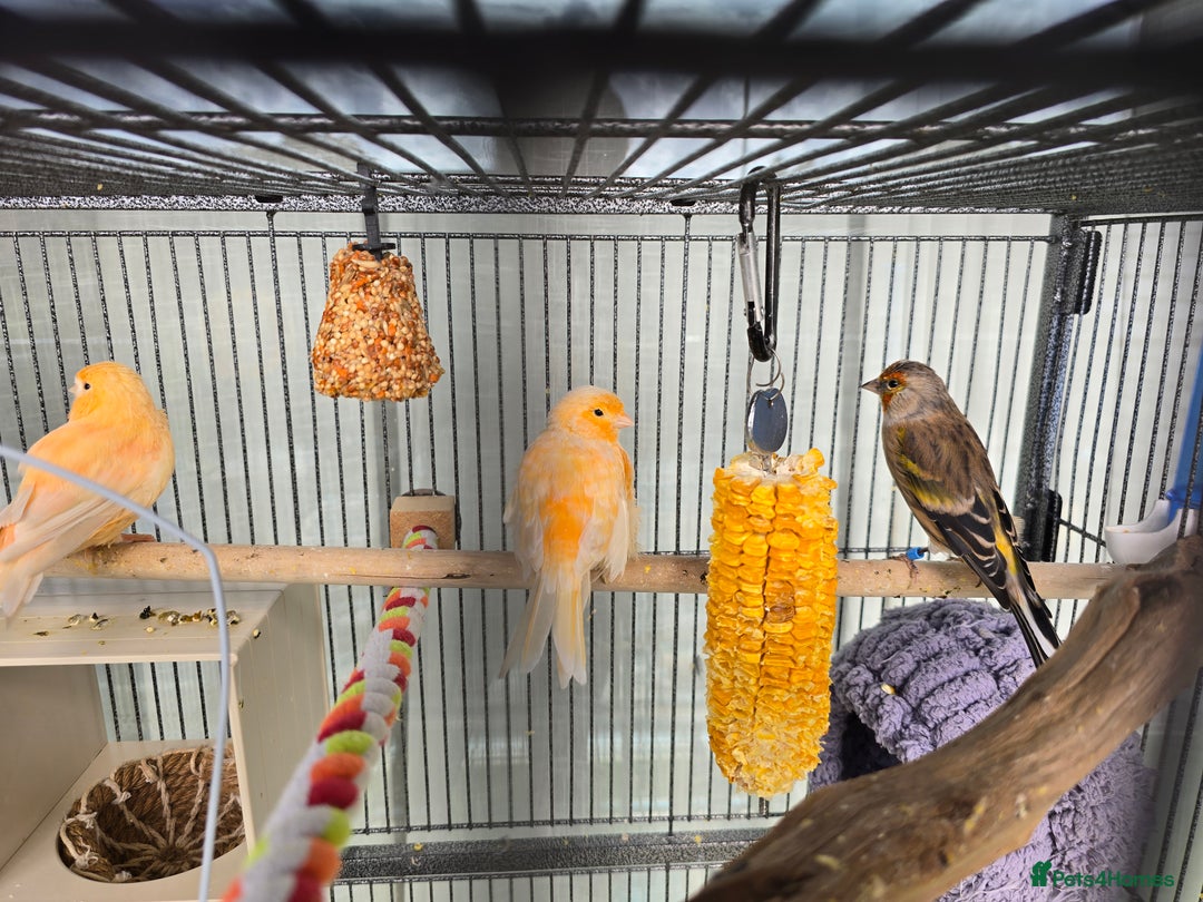 Canaries birds for sale: Canaries for sale - Image 1