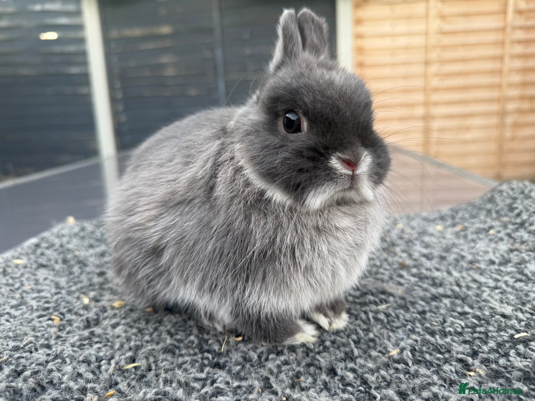 Netherland Dwarf rabbits for sale: Young Netherland Dwarfs for sale in Barrow-in-Furness - Image 26
