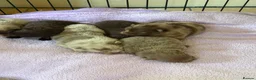 Pomeranian dogs for sale: BEAUTIFUL POMERANIAN PUPPIES - Advert 2