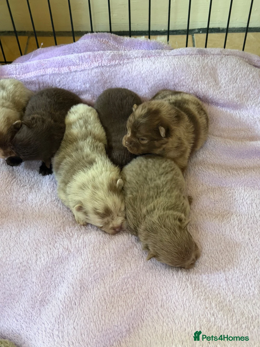 Pomeranian dogs for sale: BEAUTIFUL POMERANIAN PUPPIES - Advert 2