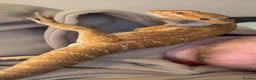 Bearded Dragon reptiles for sale: Bearded dragon in Halifax - Advert 4