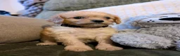 Cavapoo dogs for sale: Last Boy F1 Toy Cavapoo Puppy  - Advert 12