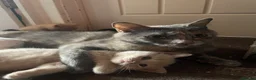 Mixed Breed cats for sale: 4 Beautiful Part Pedigree Kitten *Ready Now* - Advert 10