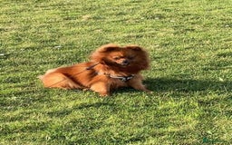 Pomeranian dogs for sale: Gorgeous Female Poms ☺️ - Advert 16