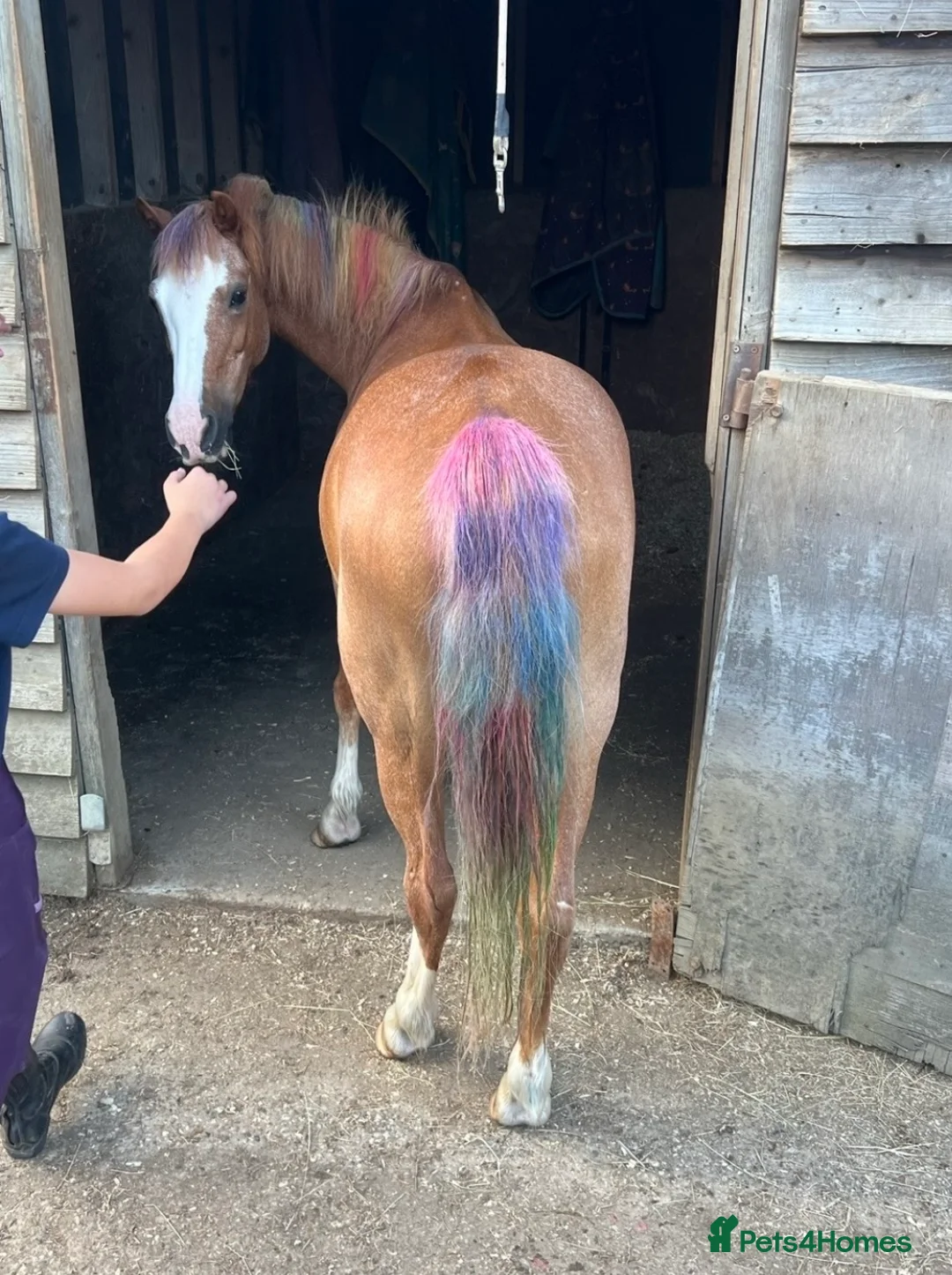 Welsh Section A horses for sale: Indie, Welsh Sec A  - Advert 2