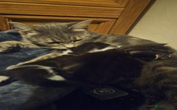 Russian Blue cats for sale: Russian blue mix - Image 5