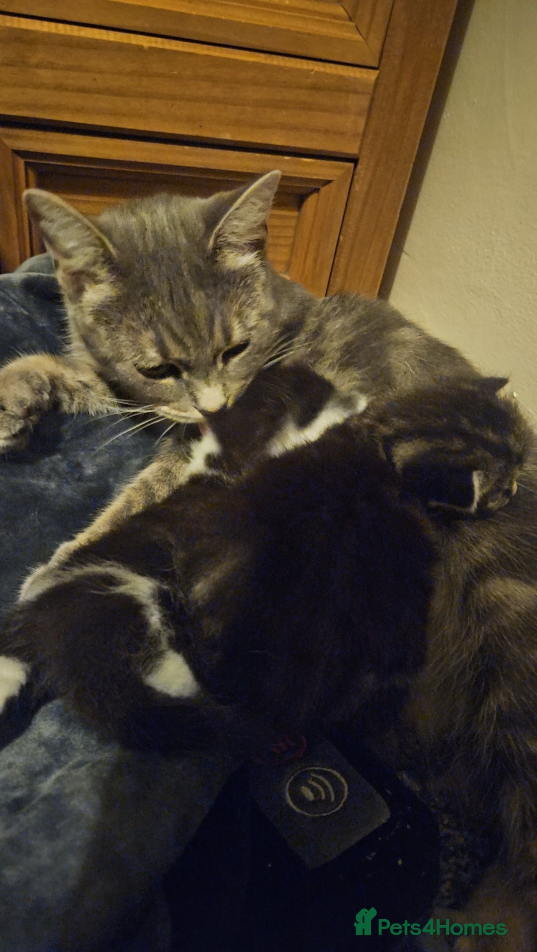 Russian Blue cats for sale: Russian blue mix - Image 5