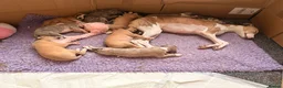 Whippet dogs for sale: KC whippet puppies  - Advert 5