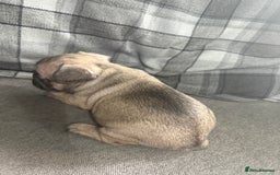 French Bulldog dogs for sale: French bulldog  - Image 17