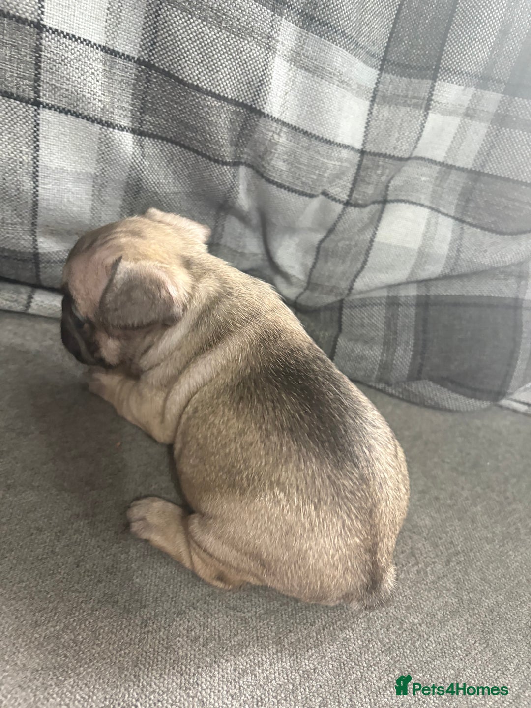 French Bulldog dogs for sale: French bulldog  - Image 17