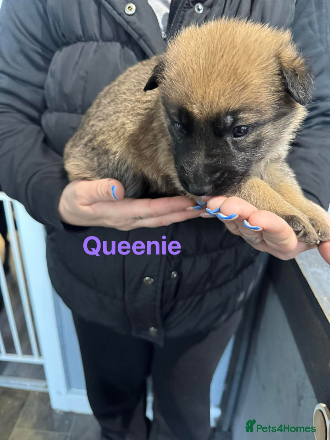 German Shepherd dogs for sale: German shepherd - Advert 9