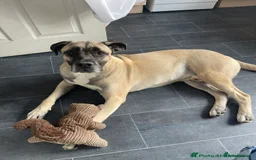 Mastiff dogs for sale: Mastiff looking for his forever home  - Image 4