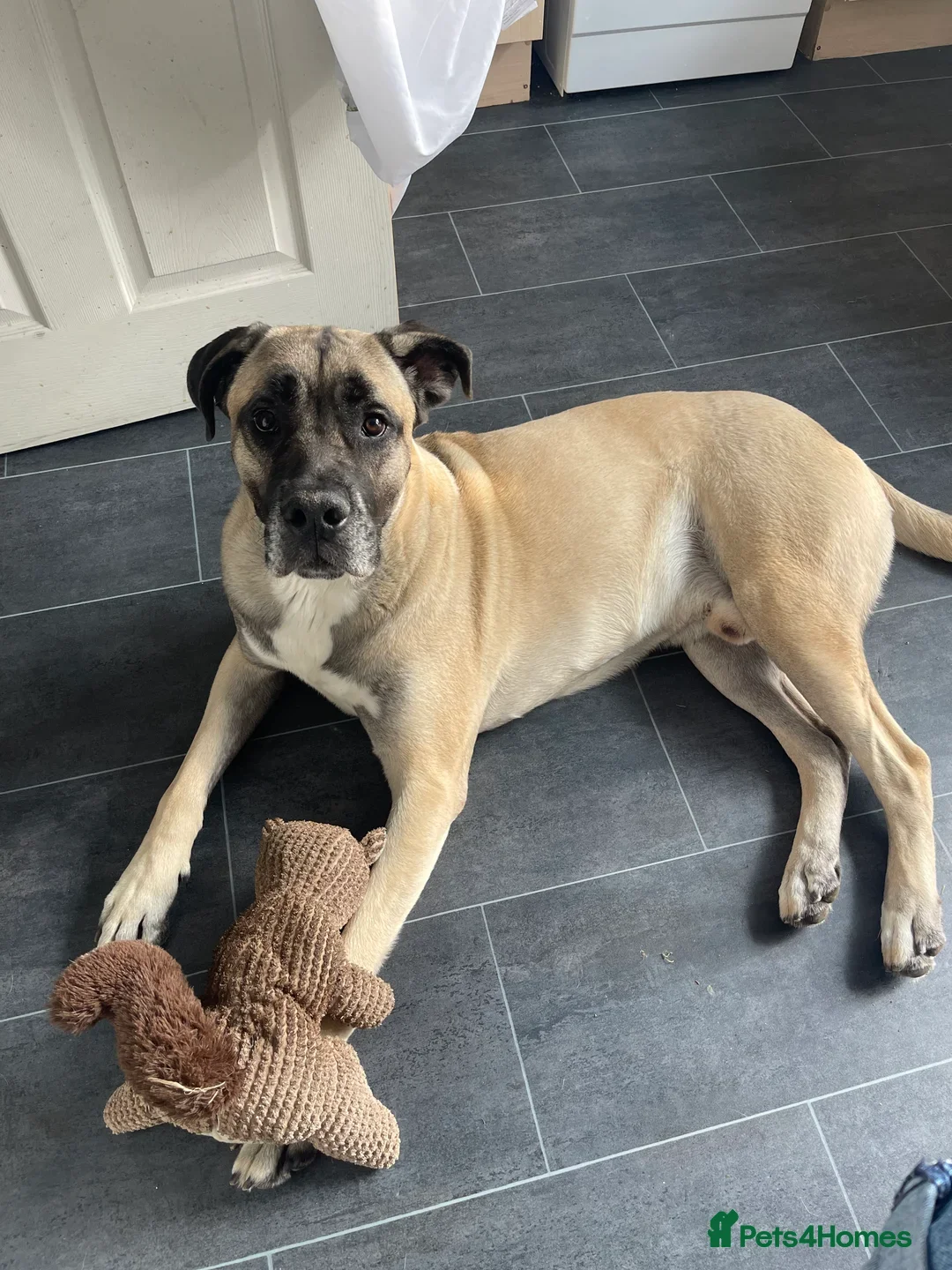 Mastiff dogs for sale: Mastiff looking for his forever home  - Image 4