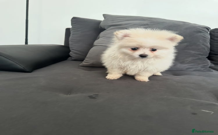 Pomeranian dogs - Advert 1