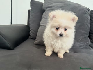 Pomeranian dogs - Advert 1