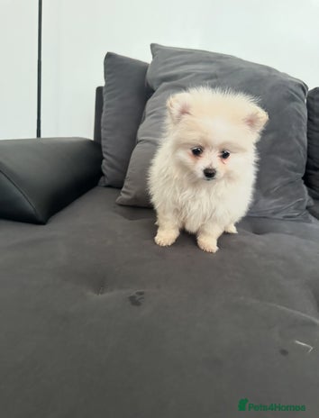 Pomeranian dogs - Advert 1