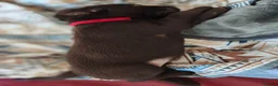 Labrador Retriever dogs for sale: Labrador Puppies Black & Chocolate Ready 31st Oct - Advert 21