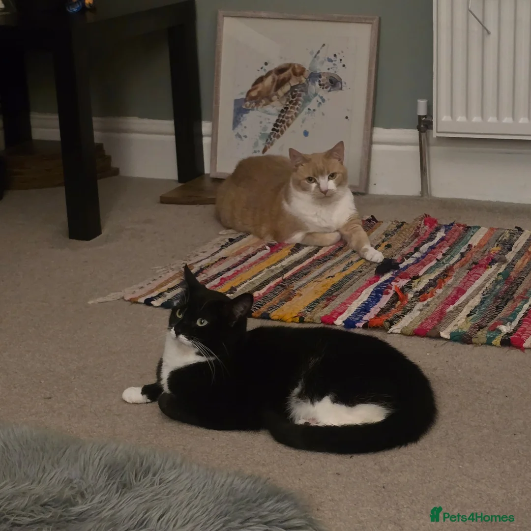 Mixed Breed cats for sale: 2 bonded cats for loving home - Advert 5