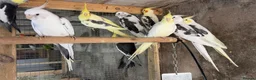 Mixed Breed birds for sale: Different birds for sale  - Advert 7