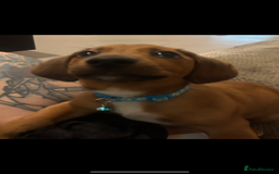 Dachshund dogs for sale: Miniature dachshund cross jack Russell  - Image 3