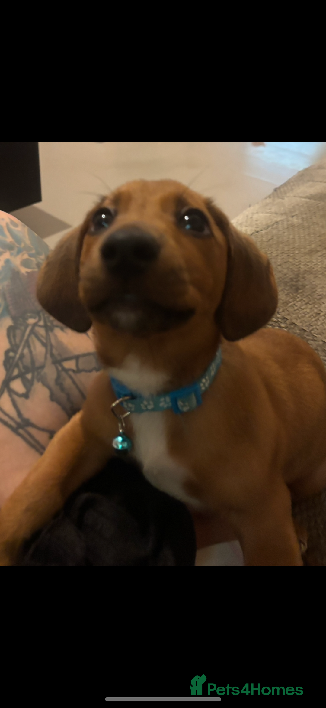 Dachshund dogs for sale: Miniature dachshund cross jack Russell  - Image 3