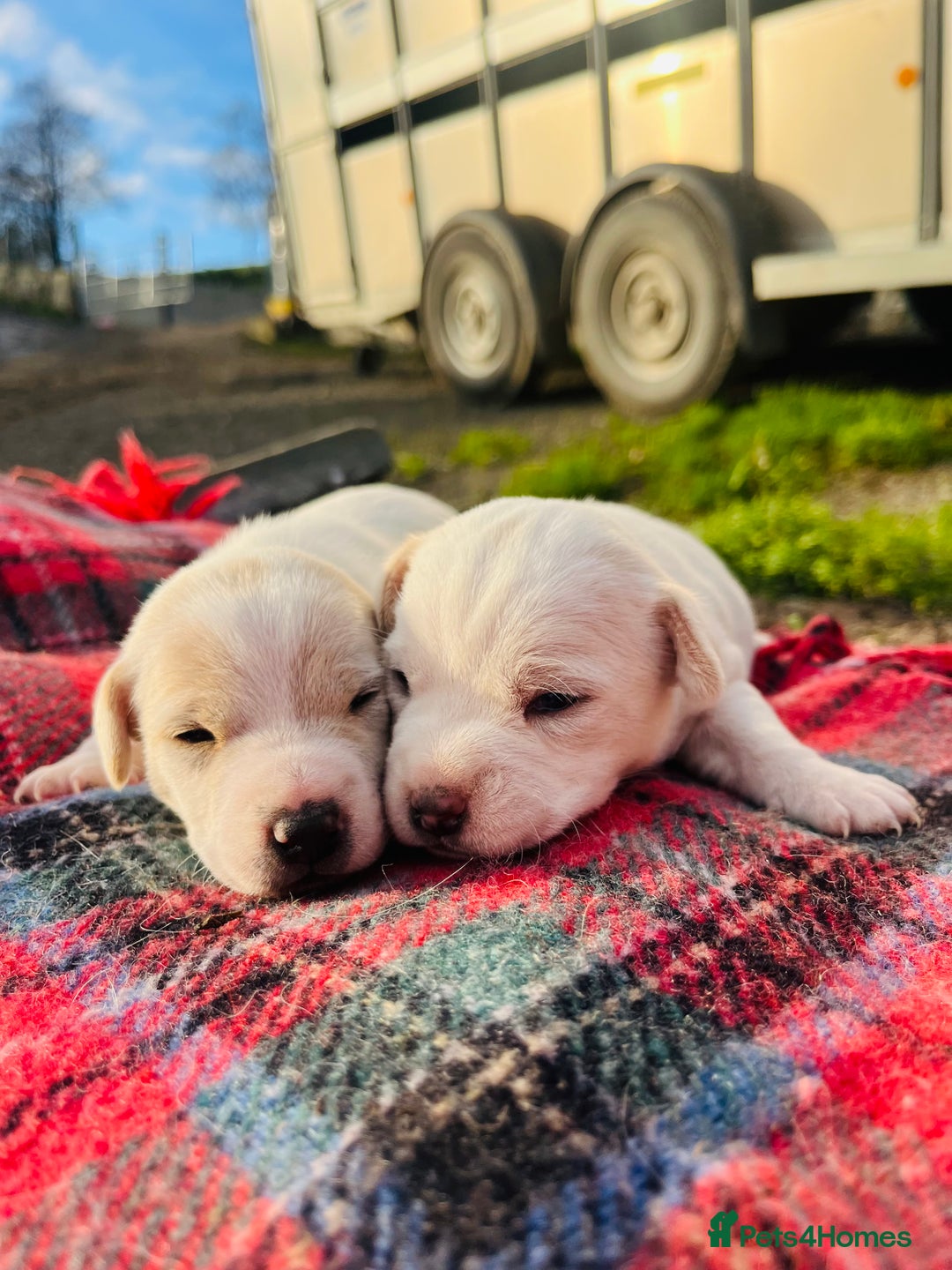 Jack Russell dogs for sale: DOCKED Beautiful White & Tri coloured Girls  - Advert 7