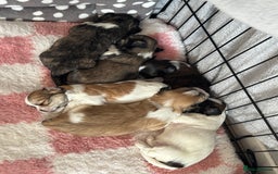 Lhasa Apso dogs for sale: Lhasa Apso Puppies for sale - Image 5