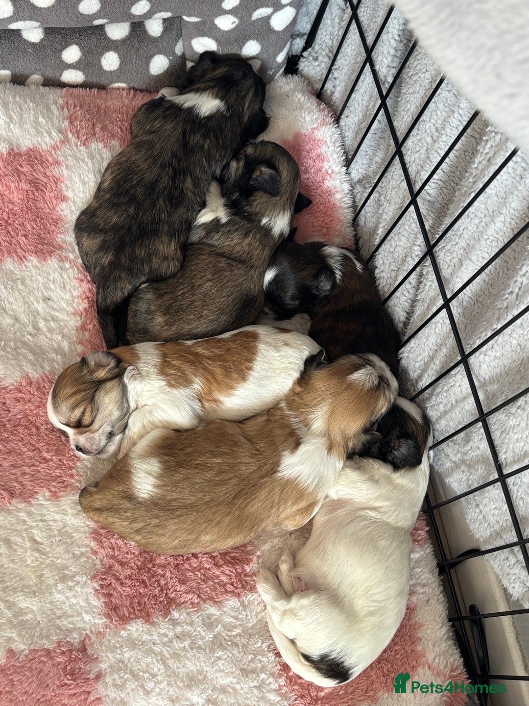 Lhasa Apso dogs for sale: Lhasa Apso Puppies for sale - Image 5