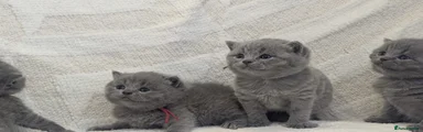 British Shorthair 2