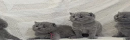 British Shorthair cats for sale: Pure Blue British Shorthair Kittens  in Chesterfield - Advert 1