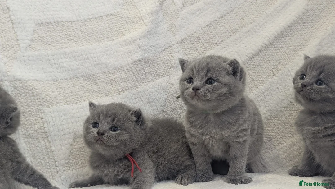 British Shorthair cats for sale: Pure Blue British Shorthair Kittens  in Chesterfield - Advert 1