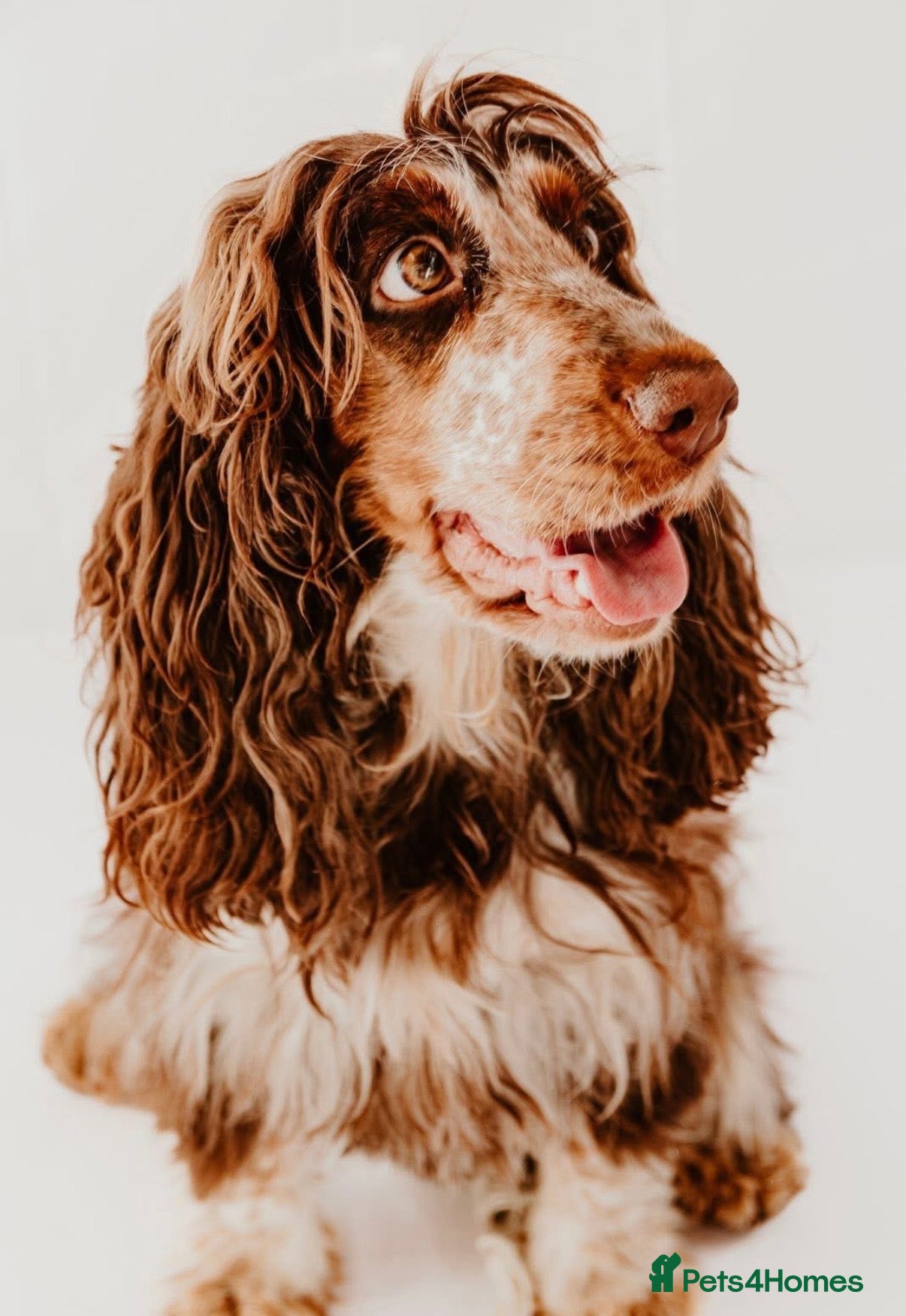 Cockapoo dogs F1 cockapoo puppies - Advert 3