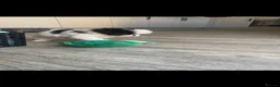 Japanese Chin dogs for sale: Stunning Japanese chin puppies  - Advert 9