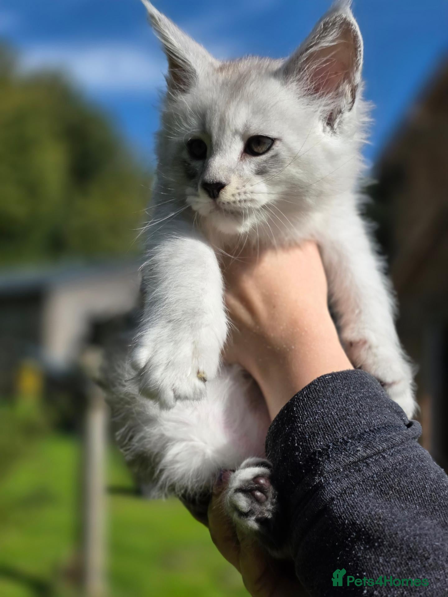 Maine Coon cats Tica premium Maine coon kittens from £850 - Advert 2