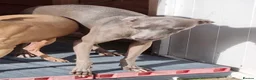 Mixed Breed dogs for sale: 3/4 Italian Greyhound puppies in Horsham - Advert 10