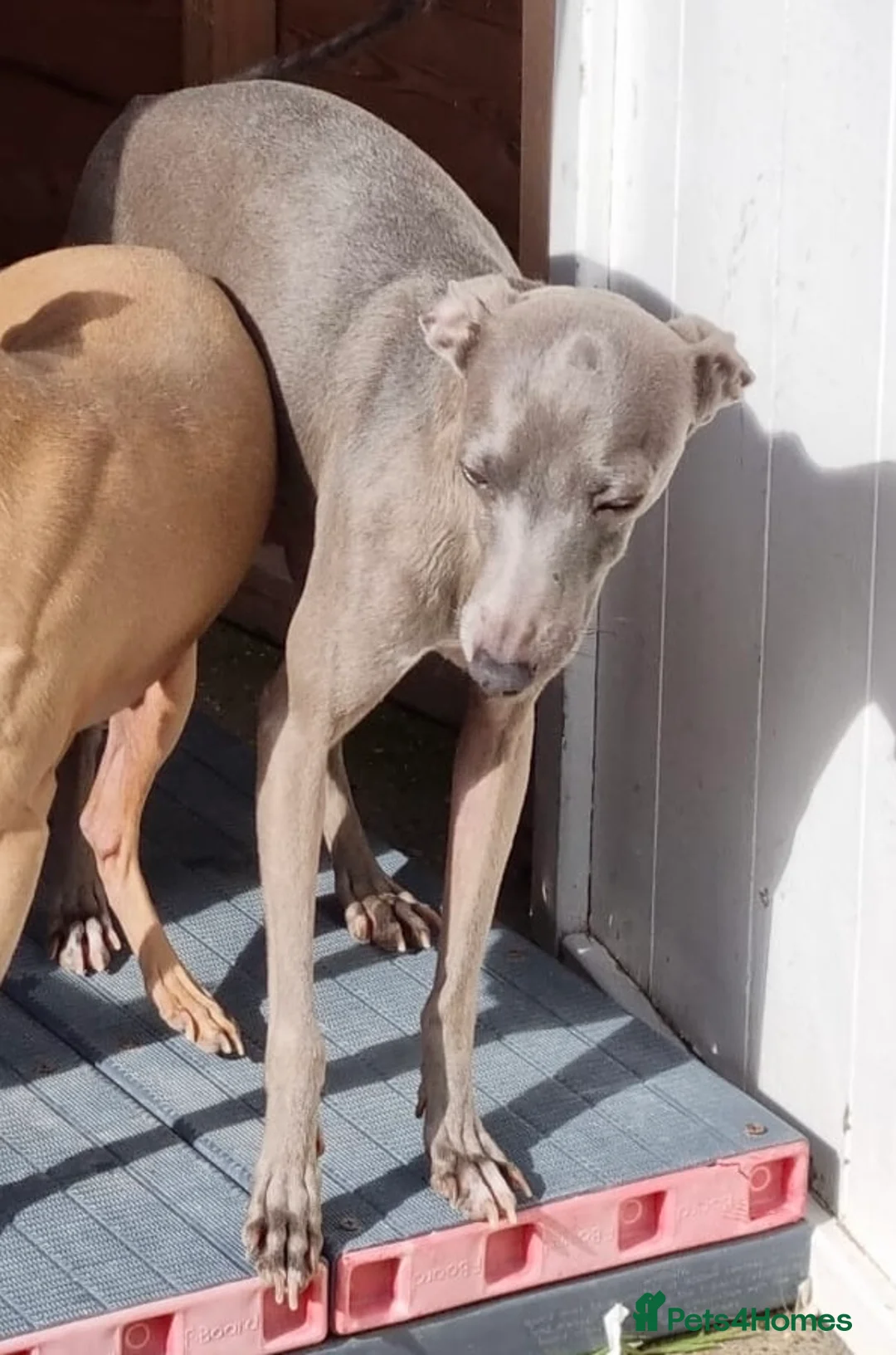 Mixed Breed dogs for sale: 3/4 Italian Greyhound puppies in Horsham - Advert 10