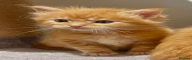 Ragcoon 2