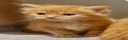 Ragcoon cats for sale: Beautiful Ragcoon kittens 🐱  - Advert 30