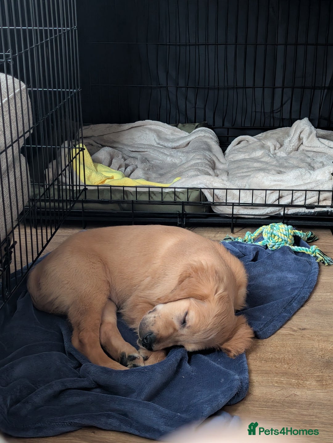 Golden Retriever dogs for sale: Golden Retriever Puppy - Advert 3