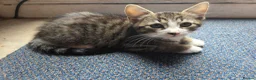 Mixed Breed cats for sale: 5 playful kittens for sale - Advert 17