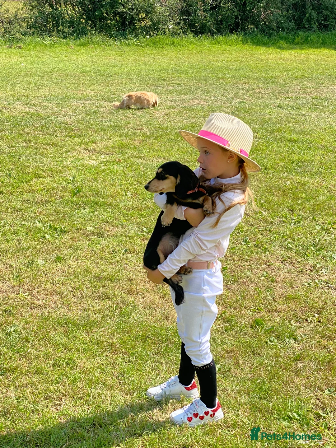 Miniature Dachshund dogs for sale: Little sausages with big characters  - Advert 9