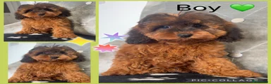 Cockapoo 1