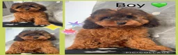 Cockapoo dogs for sale: Health clear F1B cockapoos - Advert 1