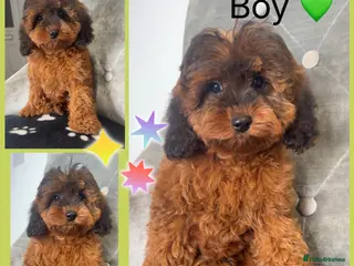 Cockapoo dogs Health clear F1B cockapoos - Advert 1
