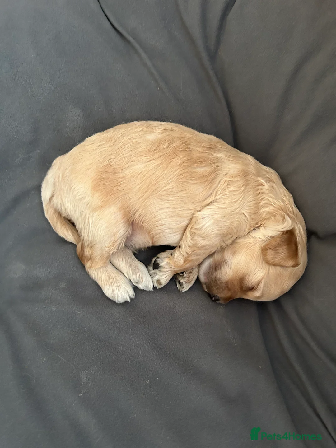 Cavapoo dogs for sale: Cavapoo boy - Advert 6