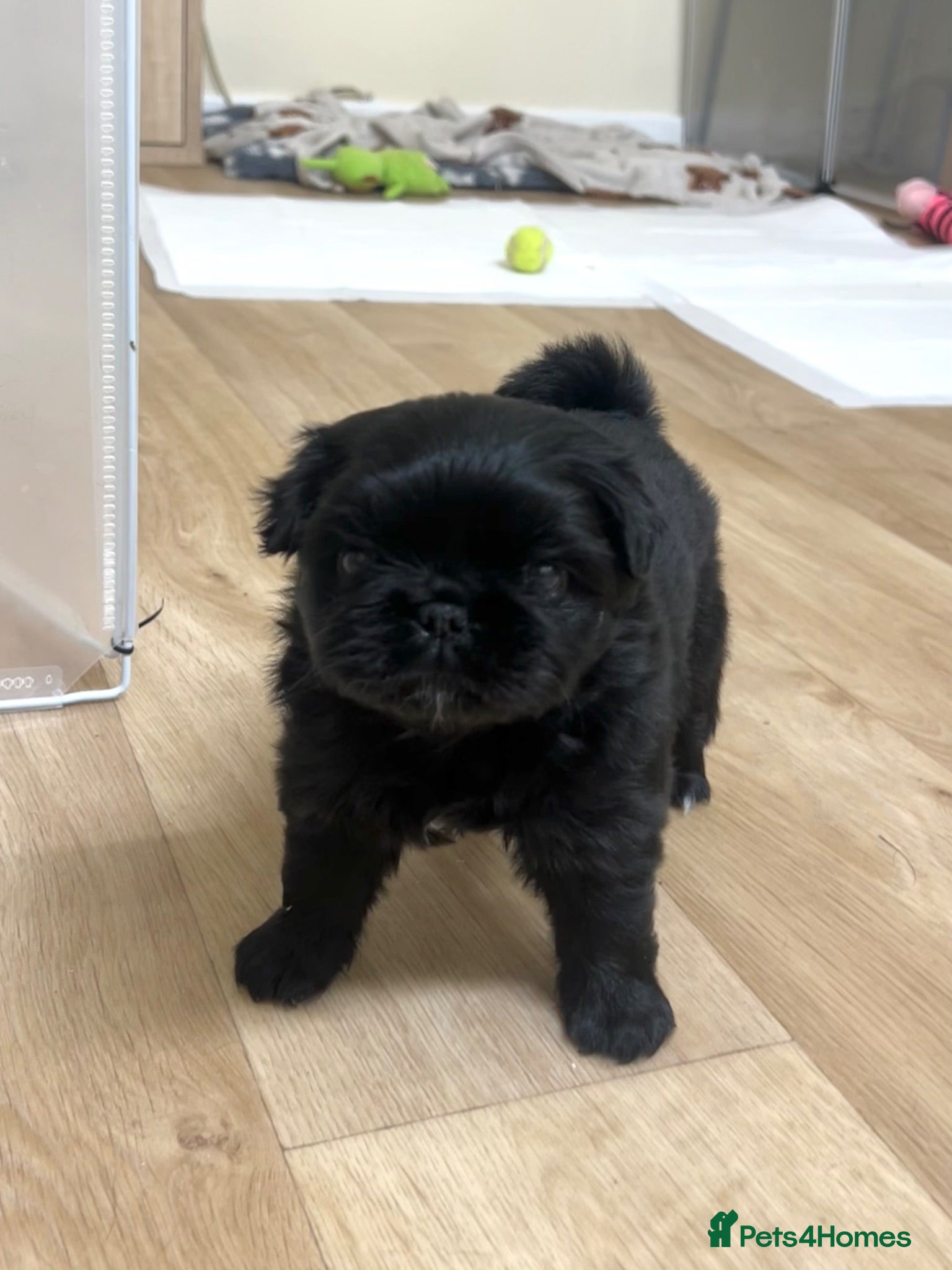 Frug dogs Fluffy Frug Boy - Advert 1