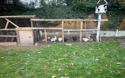 Chickens poultry for sale: 11 Chickens - Image 4