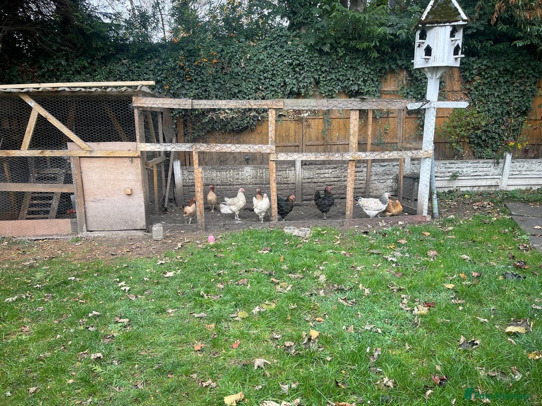 Chickens poultry for sale: 11 Chickens - Image 4