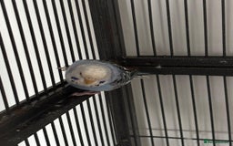 Budgerigars birds for sale: Budgies and cockatiel for sale - Image 9
