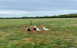 Ducks poultry for sale: 3 x male Indian runner ducks - Image 1